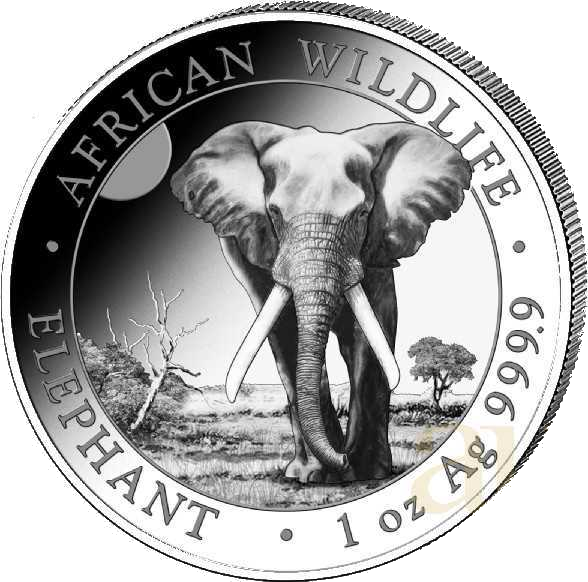 somalian elephant 1 kilo 2025